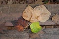 AUTUMN BACKGROUNDS. FALL LEAVES ON A WOODEN BENCH AT PARK