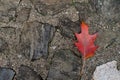 AUTUMN BACKGROUNDS.  RED COLORFUL LEAF FALL OVER  STONE GROUND Royalty Free Stock Photo