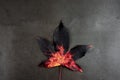 AUTUMN BACKGROUNDS, RED COLORFUL LEAF ISOLATED AGAINST RUSTIC GRAY DARK BACKGROUND Royalty Free Stock Photo