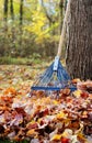 Autumn backyard scene