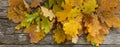 Autumn banner background of fall oak leaves on the wooden board, top view. Royalty Free Stock Photo