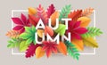 Autumn banner background with paper fall leaves. Vector illustration Royalty Free Stock Photo