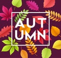 Autumn banner background with paper fall leaves. Vector illustration Royalty Free Stock Photo