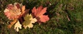 Autumn banner with bouquet of yellow and red maple leaves on green grass. Royalty Free Stock Photo