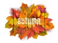 Autumn banner. Leaves background. Card with realistic orange red yellow leaves. Autumn bouquet vector illustration Royalty Free Stock Photo