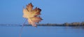 Autumn banner with yellow and red maple leaf. Blue sky and river blurred background. Fall nature water landscape Royalty Free Stock Photo