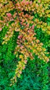 Autumn barberry branch against a background of green grass