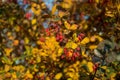 Autumn barberry Bush, Berberis Berberidaceae