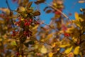 Autumn barberry Bush, Berberis Berberidaceae