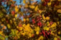 Autumn barberry Bush, Berberis Berberidaceae