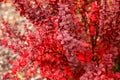 Autumn barberry bush