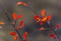 Autumn barberry with colorful red leaves