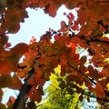 Autumn barberry leaves