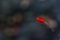 Autumn barberry red little leaf