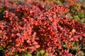 Autumn barberry of Tunberg (Berberis thunbergii DC.), a branch w