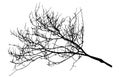 Autumn bare branch tree silhouette. Vector illustration