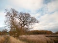 Autumn bare branch trees landscape fall reeds golden reeds