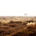 Autumn bare lifeless tree in the morning mist. Texel Island, Netherlands