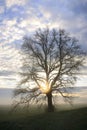 In autumn a bare oak stands in portrait format in front of a wide landscape from which fog rises, at dawn at sunrise Royalty Free Stock Photo