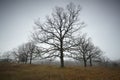 Autumn bare oaks in a fog