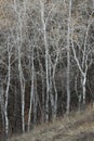 Autumn bare tree trunks