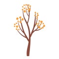 Autumn tree. Bare tree. Yellow leaves fall Isolated on white background. Autumnal season golden garden tree foliage