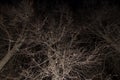 Autumn bare trees branches without leaves, nature abstract background texture, pattern. Fall tree in night mysterious magic forest