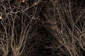 Autumn bare trees branches without leaves, nature abstract background texture, pattern. Fall tree in night mysterious magic forest