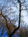 Autumn bare trees