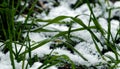 Autumn barley field in winter time