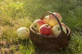 Autumn. Basket of apples on the grass.