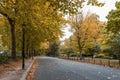 Autumn in Battersea park with colourful yellow trees  along one of the alleys, London Royalty Free Stock Photo