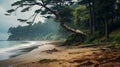 Autumn Beachscape Layered And Atmospheric Landscape With Old Pine Trees