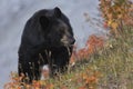 Autumn bear along Medicine Lake in Jasper National Park Royalty Free Stock Photo