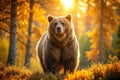 Autumn Bear in Forest Sunlight Royalty Free Stock Photo
