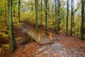 Autumn beatiful path with bridge and colorful leaves and trees. Royalty Free Stock Photo