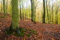 Autumn beatiful path in forest with colorful leaves and trees.