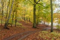 Autumn beatiful path in forest with colorful leaves and trees.