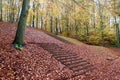 Autumn beatiful path in forest with colorful leaves and trees.