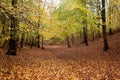 Autumn beatiful path in forest with colorful leaves and trees.