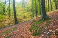 Autumn beatiful path in forest with colorful leaves and trees.