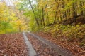 Autumn beatiful path in forest with colorful leaves and trees.