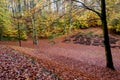 Autumn beatiful path in forest with colorful leaves and trees.