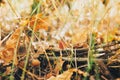 Autumn. Beautiful acorns and fall yellow and brown leaves in grass on ground in sunny warm forest. Autumnal background. Oak tree Royalty Free Stock Photo