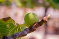 Fruits green fig on the tree with leaves Royalty Free Stock Photo