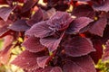 Autumn beautiful bushes plants coleus purple