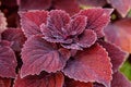 Autumn beautiful bushes plants coleus purple