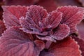 Autumn beautiful bushes plants coleus purple