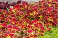 Autumn beautiful bushes plants coleus purple