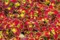 Autumn beautiful bushes plants coleus purple